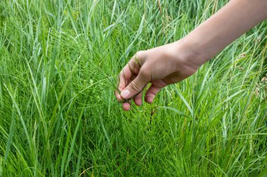 Şifalı At Kuyruğu Bitkileri Topluyorum. Sağlıklı çay ya da ilaç yapmak için ellerimle şifalı bitkiler topluyorum. Çayırdaki yabani yaz otları, homeopati ve bitkisel ilaçlar için kullanılır.
