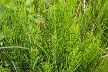 Atkuyruğu şifalı bitkiler. Sağlıklı çay yapmak için Equisetum arvense 'nin şifalı bitkilerini elle ayıklamak. Meadow 'da yabani yaz otları, homeopati ve bitkisel ilaçlar için kullanılır.