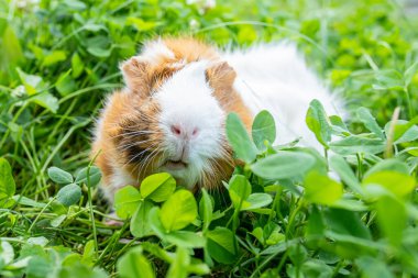 Uzun saçlı sevimli yetişkin kobay beyaz yoncalarla çayırlarda koşuyor ve arka bahçede taze ot yiyor. Yazın evcil hayvanlarla dolaşmak.