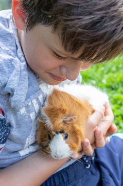 İki yaşında sevimli bir dişi kobay ve mutlu bir beyaz çocuğun çimlerin arka bahçesinde evcil hayvanlarıyla oynaması..