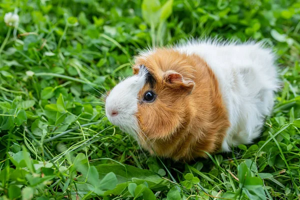 Schattig Volwassen Cavia Met Lang Haar Loopt Door Een Weiland — Stockfoto