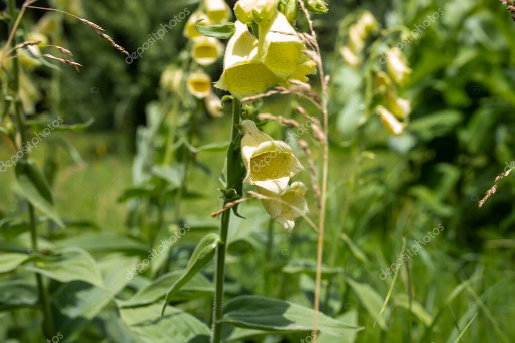 Digitalis grandiflora, yellow foxglove, bigflowered foxglove, or large yellow foxglove