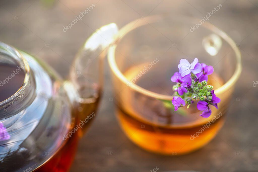 Matthiola incana, Brompton stock, common stock, hoary stock, tenweek
