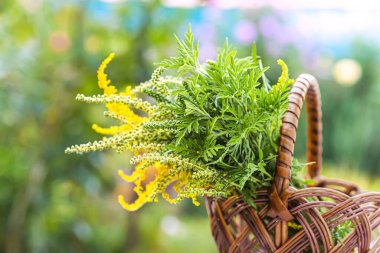 Buquets Ragweed çalıları, Ambrosia artemisiifolia ve Solidago, sepetteki altın çubuklar. Tehlikeli ve güvenli bir bitki. Çiçek karşılaştırması.