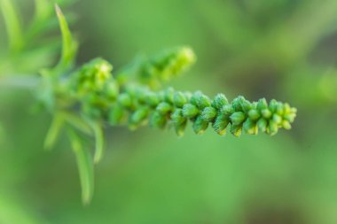 Ragweed çalıları. Ambrosia artemisiifolia tehlikeli alerji kaynaklı bitki yaz bitkilerinin arasında otlanıyor. Polenleri alerji hastaları için ölümcül olan yabani otlar ve kazık fırçaları.