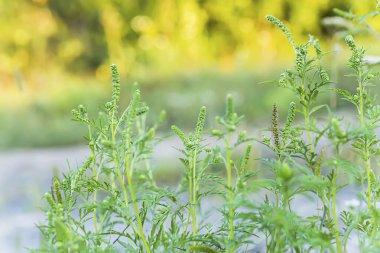 Ragweed çalıları. Ambrosia artemisiifolia tehlikeli alerji kaynaklı bitki yaz bitkilerinin arasında otlanıyor. Polenleri alerji hastaları için ölümcül olan yabani otlar ve kazık fırçaları.