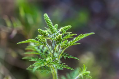 Ragweed çalıları. Ambrosia artemisiifolia tehlikeli alerji kaynaklı bitki yaz bitkilerinin arasında otlanıyor. Polenleri alerji hastaları için ölümcül olan yabani otlar ve kazık fırçaları.
