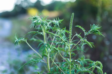 Ragweed çalıları. Ambrosia artemisiifolia tehlikeli alerji kaynaklı bitki yaz bitkilerinin arasında otlanıyor. Polenleri alerji hastaları için ölümcül olan yabani otlar ve kazık fırçaları.