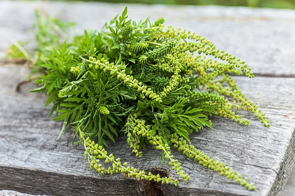 Boeket Ragweed Struiken Ligt Houten Planken Bloeiende Ambrosia Artemisiifolia Gevaarlijke — Stockfoto