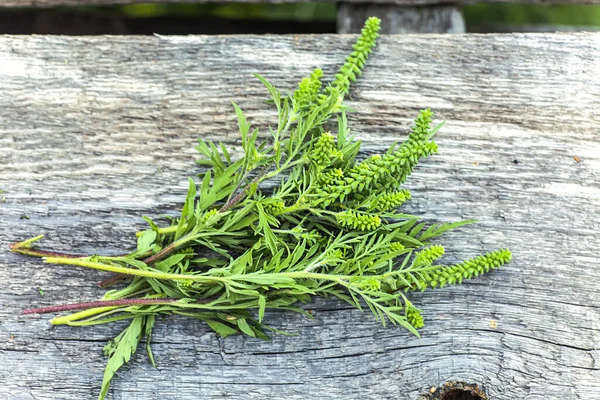 Boeket Ragweed Struiken Ligt Houten Planken Bloeiende Ambrosia Artemisiifolia Gevaarlijke — Stockfoto