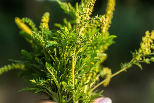 Profumo Ragweed Fondo Bianco Ambrosia Fiore Mano Borse Erbaccia Burrospazzole — Foto Stock