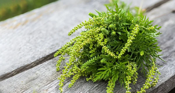 Boeket Ragweed Struiken Ligt Houten Planken Bloeiende Ambrosia Artemisiifolia Gevaarlijke — Stockfoto