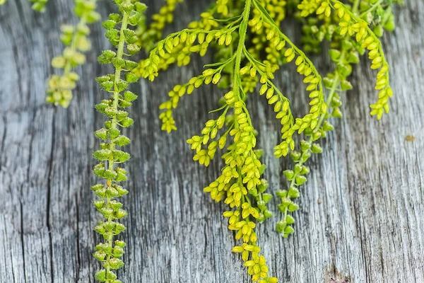 Buquets Ragweed Çalıları Ambrosia Artemisiifolia Solidago Ahşap Tahtalarda Altın Çubuklar — Stok fotoğraf