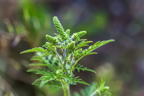 Ragweed çalıları. Ambrosia artemisiifolia tehlikeli alerji kaynaklı bitki yaz bitkilerinin arasında otlanıyor. Polenleri alerji hastaları için ölümcül olan yabani otlar ve kazık fırçaları.
