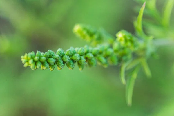 Cespugli Erba Ragia Ambrosia Artemisiifolia Pericolosa Pianta Allergica Prato Tra — Foto Stock