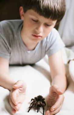 Gülümseyen çocuk örümcek tarantulayı yakalar. Evcil hayvanla ilgilenmek. Evde Brachypelma albopilosum yetiştiriyorum. Yeni başlayanlar için güvenli örümcek.