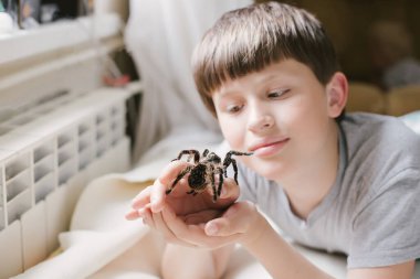 Örümcek çocuğun yüzüne dokunaçlara ulaşır. Tarantula yetiştiriyorum. Evcil hayvanlara bakmak.