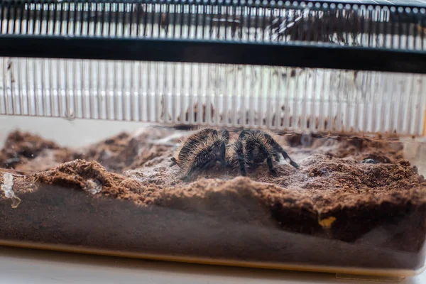 Tarântula Terrário Brachypelma Albopilosum Casa — Fotografia de Stock