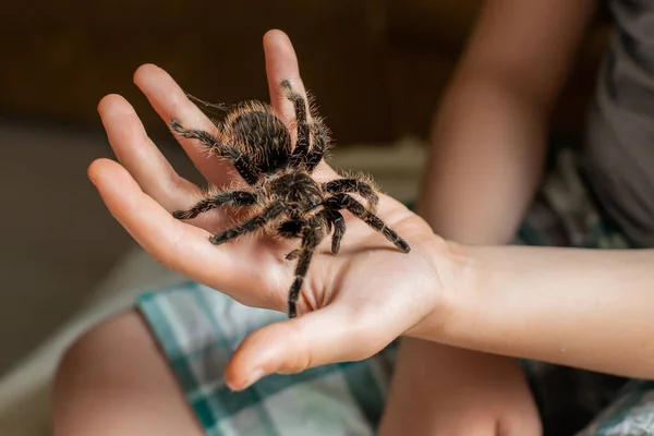 Çocuğun kolunda büyük bir tarantula var. Korkunç örümcek bir çocuğun üzerinde sürünüyor..