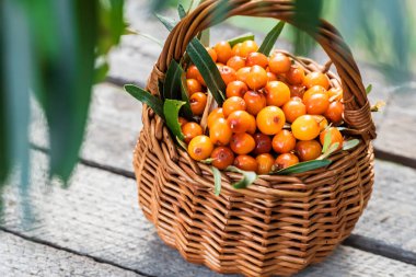 Sarı böğürtlen ve yapraklar. Dikenli deniz sepetinden. Dikeni hasat et. Şifalı bitkiler, aşılar ve kum dikeni çayı için olgun böğürtlen topluyorum. Üst görünüm