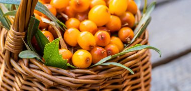 Sarı böğürtlen suaygırı yakında. Makro. Şifalı bitkilerin hazırlanması, aşçılık aşıları ve kum dikeni çayı için deniz ürünleri. Yumuşak odak