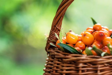 Sarı böğürtlen suaygırı yakında. Makro. Şifalı bitkilerin hazırlanması, aşçılık aşıları ve kum dikeni çayı için deniz ürünleri. Yumuşak odak