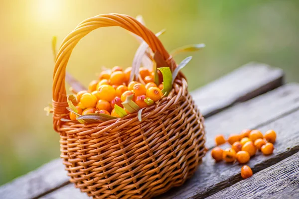 เบอร เหล Hippophae และใบ ตะกร าของทะเล Buckths การเก บเก ยวมะเด — ภาพถ่ายสต็อก