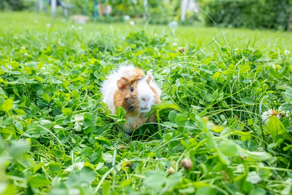 Schattig Volwassen Cavia Met Lang Haar Loopt Door Een Weiland — Stockfoto