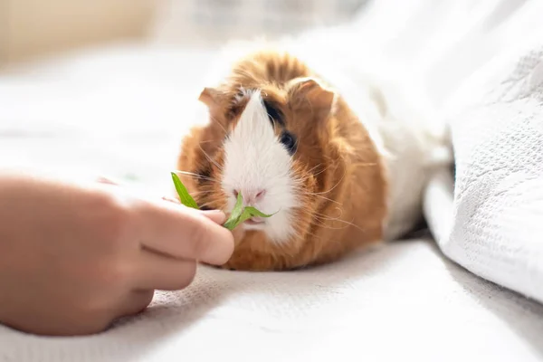 Junge Füttert Meerschweinchen Aus Der Hand Das Tier Frisst Von — Stockfoto