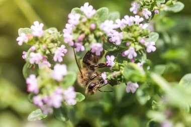 Thymus serpyllum, Tikman Breckland, Breckland wild thyme, wild thyme, creeping thyme, elfish thyme purple flowers in the clearing in the spring. Honey bees collect nectar from small flowers.