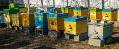 Arı kovanlarıyla dolu bir arka plan. Yeşil çimlerde bal arıları olan arı kovanları. Arılar bal koleksiyonundan geri gelir ve arı kovanının girişine uçarlar..