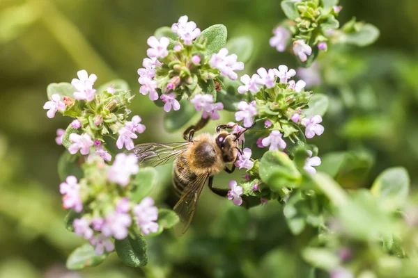 Thymus Serpyllum Tikman Breckland Breckland Wild Thyme Wild Thyme Creeping — Foto Stock