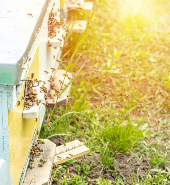 Pozadí Úly Včelí Úly Včelami Zelené Trávě Včely Vrátí Sbírky — Stock fotografie