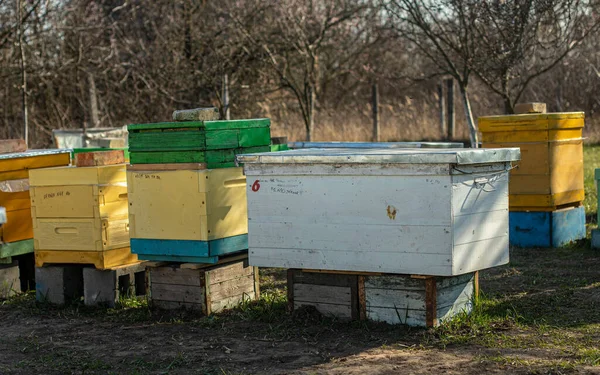蜂拥而至 蓝色的天空映衬着五彩斑斓的木制和塑料蜂房 阿皮里站在草地上的院子里 寒冷的天气和蜂窝里的蜜蜂 — 图库照片