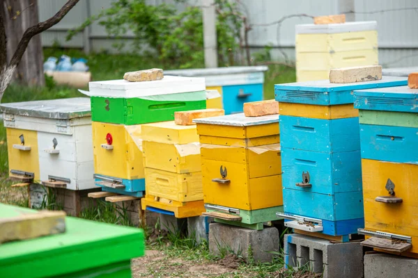 Colorful wooden and plastic hives against blue sky in summer. Apiary standing in yard on grass. Cold weather and bee sitting in hive.