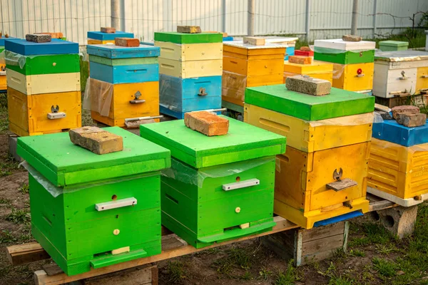 Achtergrond Met Bijenkorven Bijenkorven Met Honingbijen Groen Gras Bijen Komen — Stockfoto