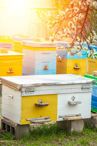 Jardin Fleuri Avec Rucher Les Abeilles Jaillissent Sous Les Arbres — Photo