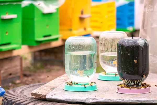 Buveur Abeilles Une Lance Trois Litres Avec Eau Pour Les — Photo