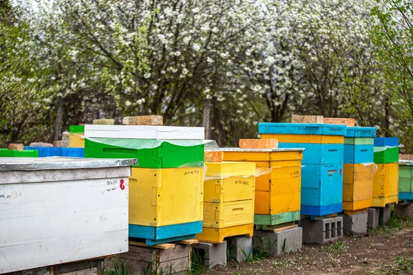 Blossoming Garden Apiary Bees Spring Flowering Trees Apple Trees Red — Stock Photo, Image