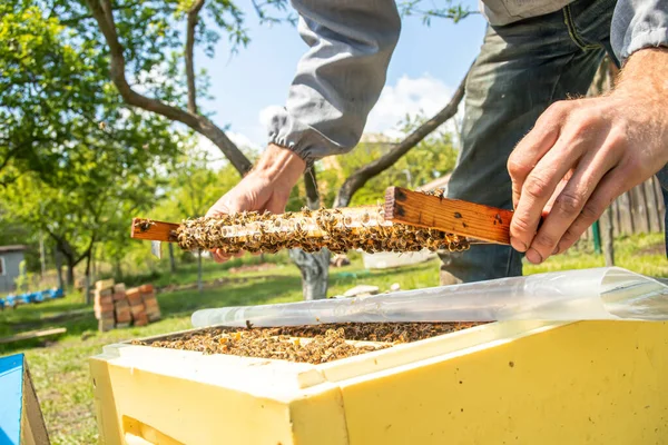 apiary with queen bees, ready to go out for breeding bee queens. Royal jelly in plastic queen cells