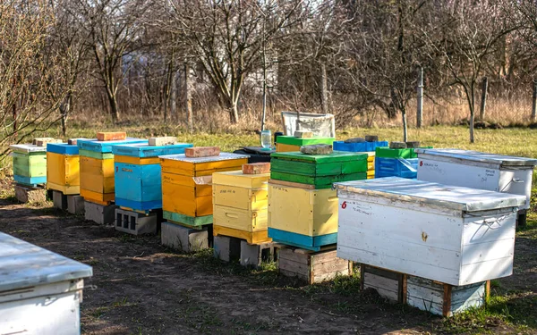 Боковые Доски Входа Пчелиный Улей Помочь Упавшим Пчелам Попасть Улей — стоковое фото