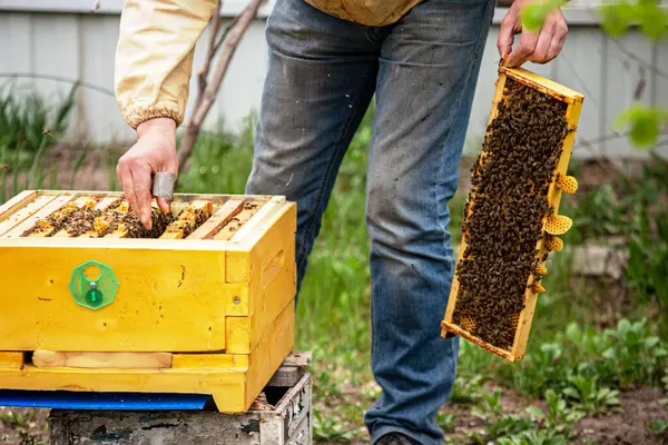 Beekeeper Working Bees Beehives Apiary Bees Honeycomb Frames Bee Hive — Stock Photo, Image