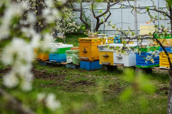 Floreciente Jardín Con Colmenar Las Abejas Brotan Bajo Los Árboles —  Fotos de Stock