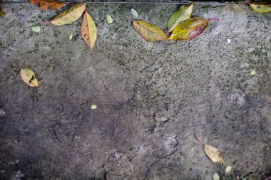 Beton zeminde kuru yapraklar. Sonbaharda ağaçlardan düşen sarı yapraklar..
