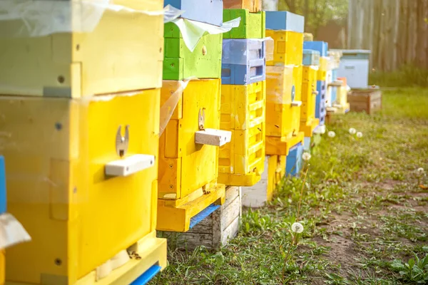 Gros Plan Sur Les Abeilles Volantes Rucher Été Avec Plusieurs — Photo