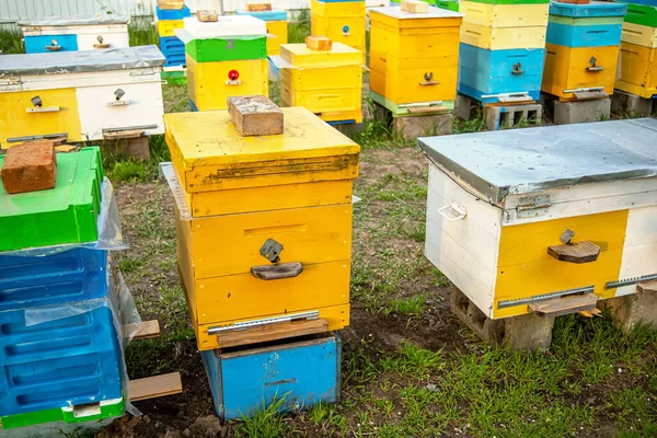 Kleurrijke Houten Plastic Kasten Zomer Apiary Staat Tuin Koud Weer — Stockfoto