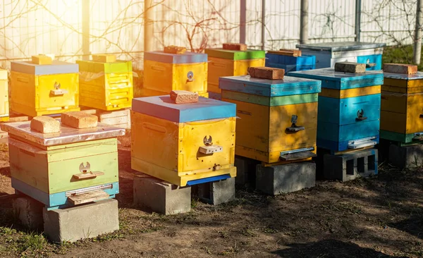 Kleurrijke Houten Plastic Kasten Zomer Apiary Staat Tuin Koud Weer — Stockfoto