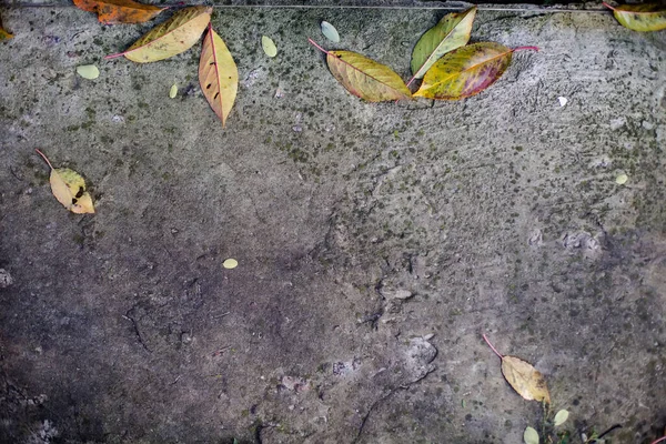 Foglie Secche Sul Pavimento Cemento Foglie Gialle Caddero Dagli Alberi — Foto Stock