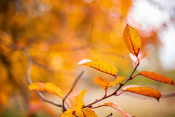 Tree Branch With Gold Leaves In Autumn Park. Background. Autumn yellow leaves tree in autumn park. Fall background with leaves. Beautiful autumn landscape