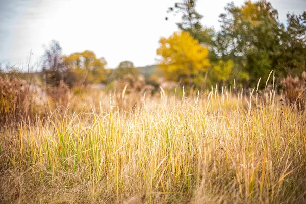 Сухая Трава Фоне Осеннего Ланшафта Природа Осенью Сезонный Фон Дикими — стоковое фото